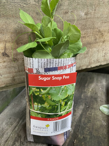 Sugar Snap Pea